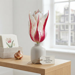 Tulipa 'Marilyn' Lily-Flowered Tulip Bulbs – 7 Bulbs