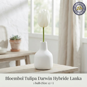 Tulipa Darwin Hybrid ‘Lanka’ Tulip Bulbs – Pack of 7