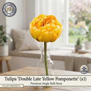 Tulipa Double Late ‘Yellow Pomponette’ Flower Bulbs – Pack of 7