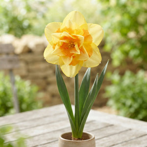 Mixed Double Narcissus Flower Bulbs – 14/16