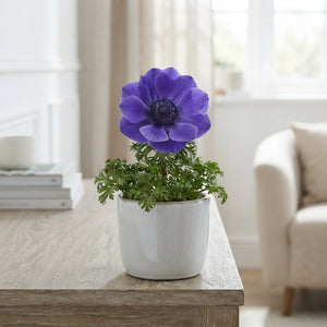 Anemone Coronaria ‘St Brigid’ Mixed Flower Bulbs – Pack of 20