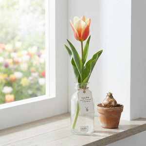 Mixed Tulipa kaufmanniana Botanical Flower Bulbs