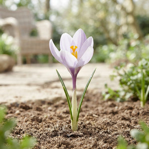 Crocus 'Vanguard' Flower Bulbs – Pack of 10