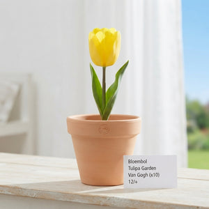 Tulipa 'Van Gogh' Garden Tulip Bulbs – 12/+