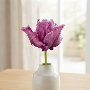 Tulip 'Parrot James Last' Bulbs – 7 Bulbs