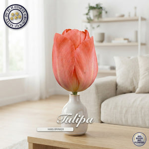 Tulipa ‘Hans Brinker’ Tulip Bulbs – 12/+ Size