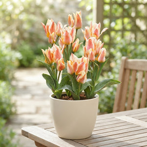 Tulipa greigii ‘Quebec’ Flower Bulbs – Pack of 10
