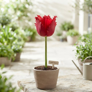 Tulipa ‘Fringed Crystal Beauty’ Tulip Bulbs – 10 Pack