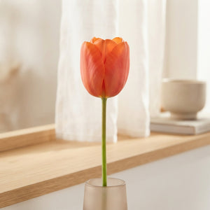 Tulipa ‘Daydream’ Flower Bulbs – Pack of 10
