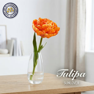 Tulipa ‘Sundowner’ Double Late Tulip Bulbs – Pack of 7