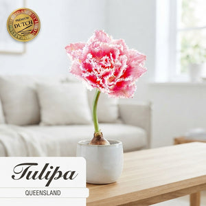 Fringed Double Tulip ‘Queensland’ Bulbs – Pack of 7