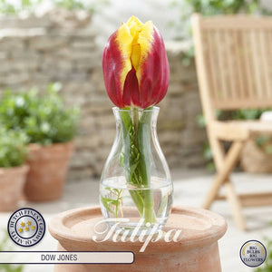 Tulipa ‘Triumph Dow Jones’ Tulip Bulbs – 12/+
