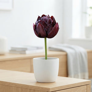 Black Hero Double Late Tulip Bulbs – 7 Bulbs