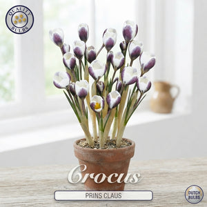 Crocus 'Prins Claus' Flower Bulbs – 20 Bulbs