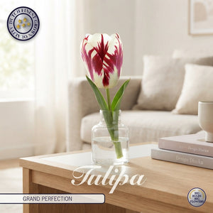 Tulipa Triumph ‘Grand Perfection’ Tulip Bulbs
