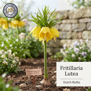 Yellow Crown Imperial Fritillaria Bulb