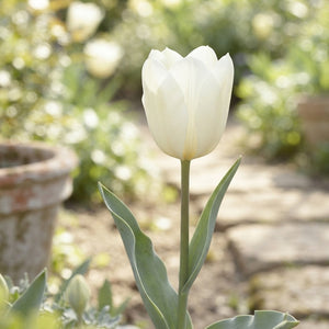 Tulipa Fosteriana ‘Purissima’ White Tulip Bulbs