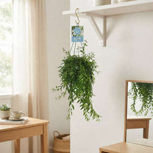 Lipstick Plant (Aeschynanthus japhrolepis) – 14cm Pot