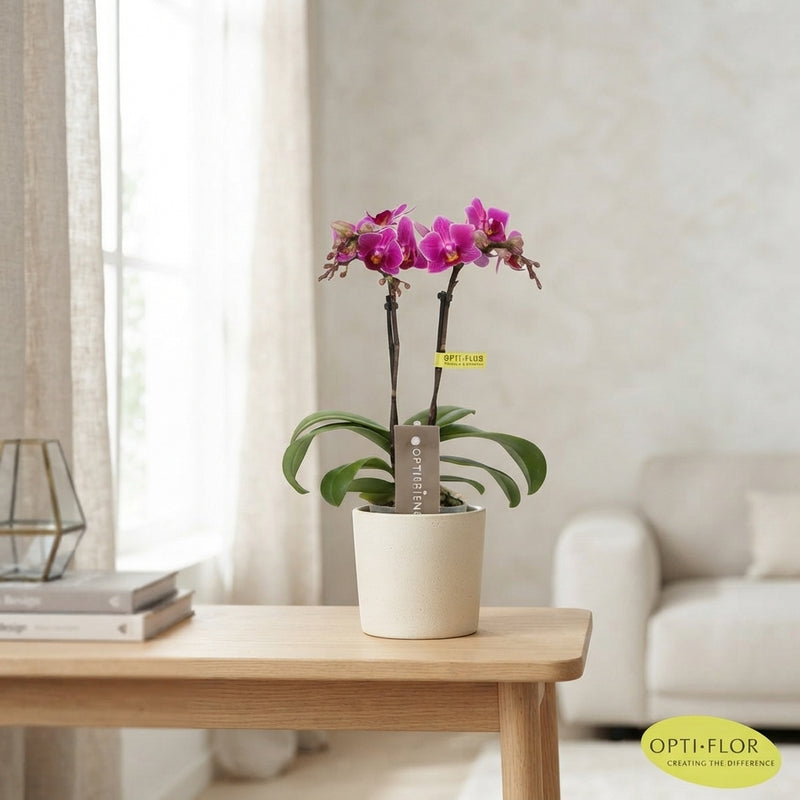 Mini Phalaenopsis Orchid ‘Fay’ – 2 Stems, 7cm Pot