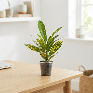Gold Sun Croton (Codiaeum variegatum) – 6cm Pot