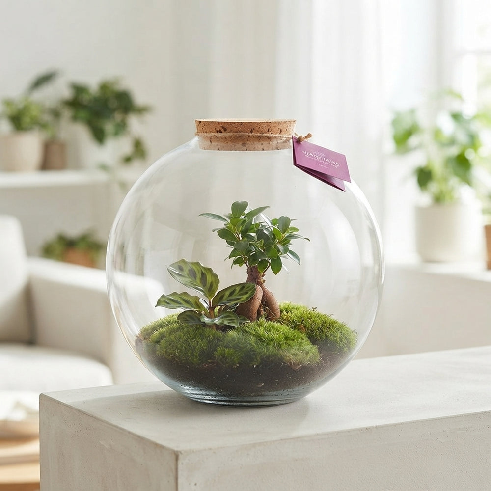 Large Moon Terrarium Arrangement – 39cm Glass Terrarium