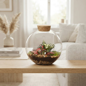 Juno Glass Terrarium Arrangement – 12cm