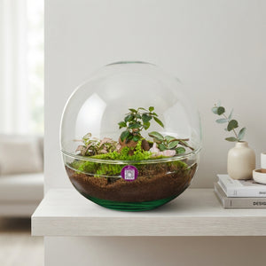 Large Glass Terrarium Arrangement – 29cm Pot