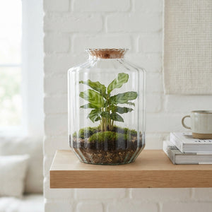 Streptocarpus Terrarium Arrangement – 25cm Recycled Glass