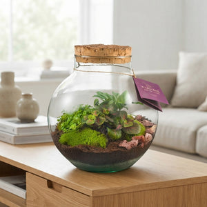 Large Venus Flytrap Terrarium – 26cm Glass Bowl