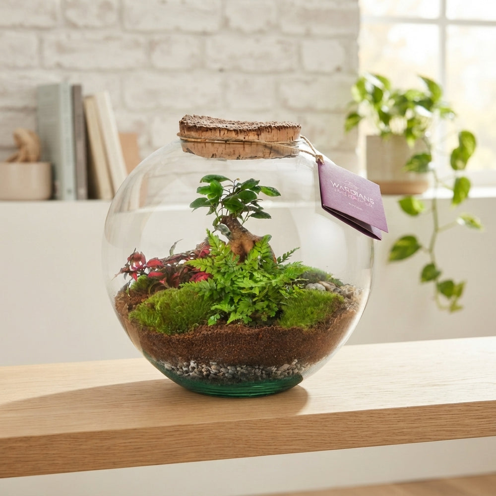 Medium Moon Terrarium – 26cm Glass Arrangement