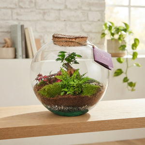 Medium Moon Terrarium – 26cm Glass Arrangement
