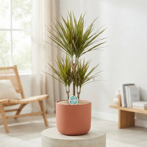 Dracaena Marginata Bicolor – 21cm Pot, 90cm Height