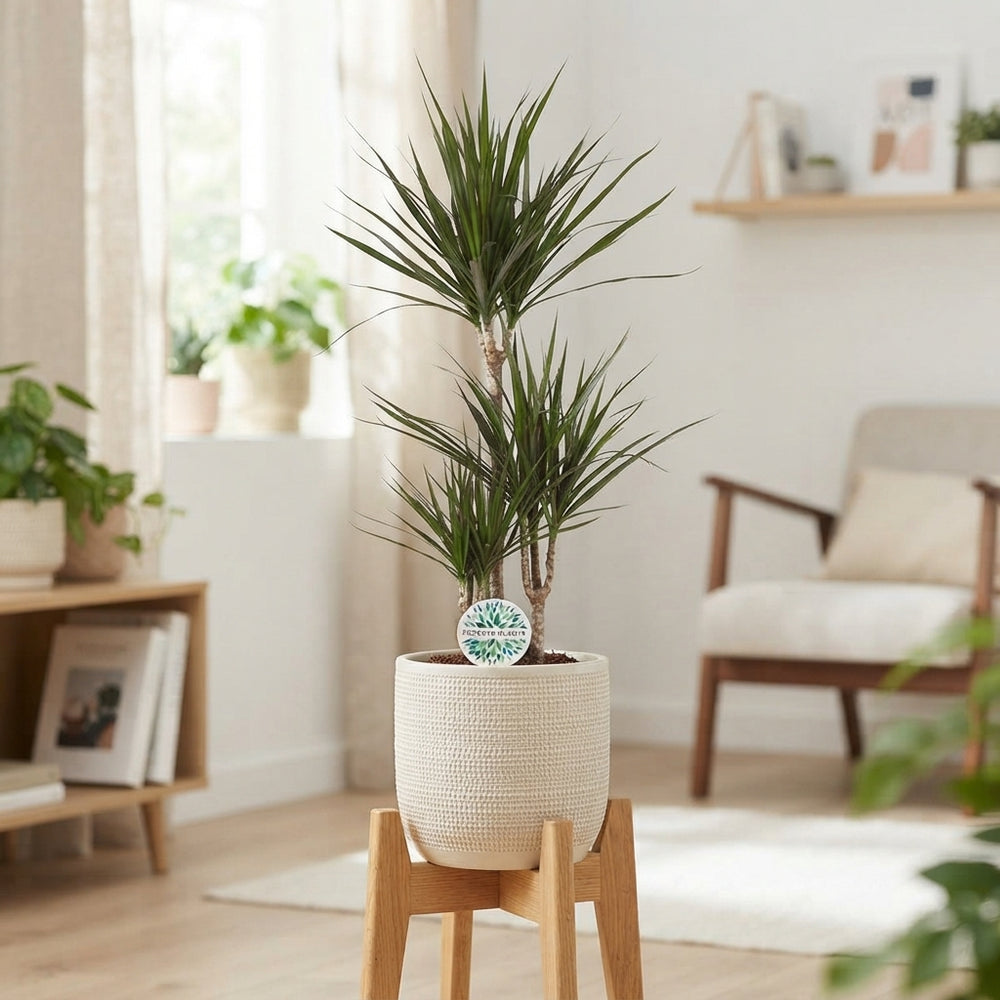 Dragon Tree (Dracaena marginata) – 21cm Pot, 95cm High