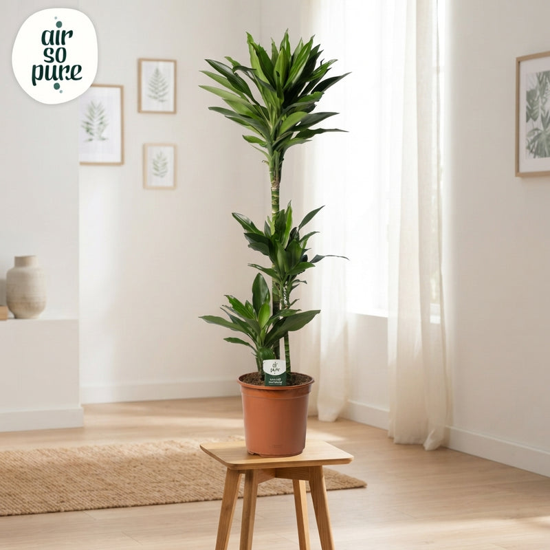 Janet Lind Dragon Tree (Dracaena fragrans) – 24cm Pot, 125cm Tall