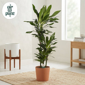 Janet Lind Dragon Tree (Dracaena fragrans) – 24cm Pot, 125cm Tall