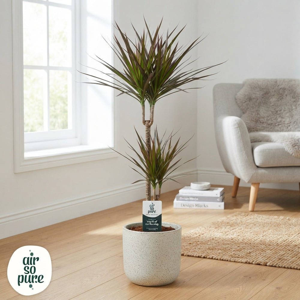 Dragon Tree (Dracaena marginata) – 17cm Pot, 70cm