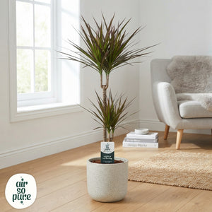 Dragon Tree (Dracaena marginata) – 17cm Pot, 70cm