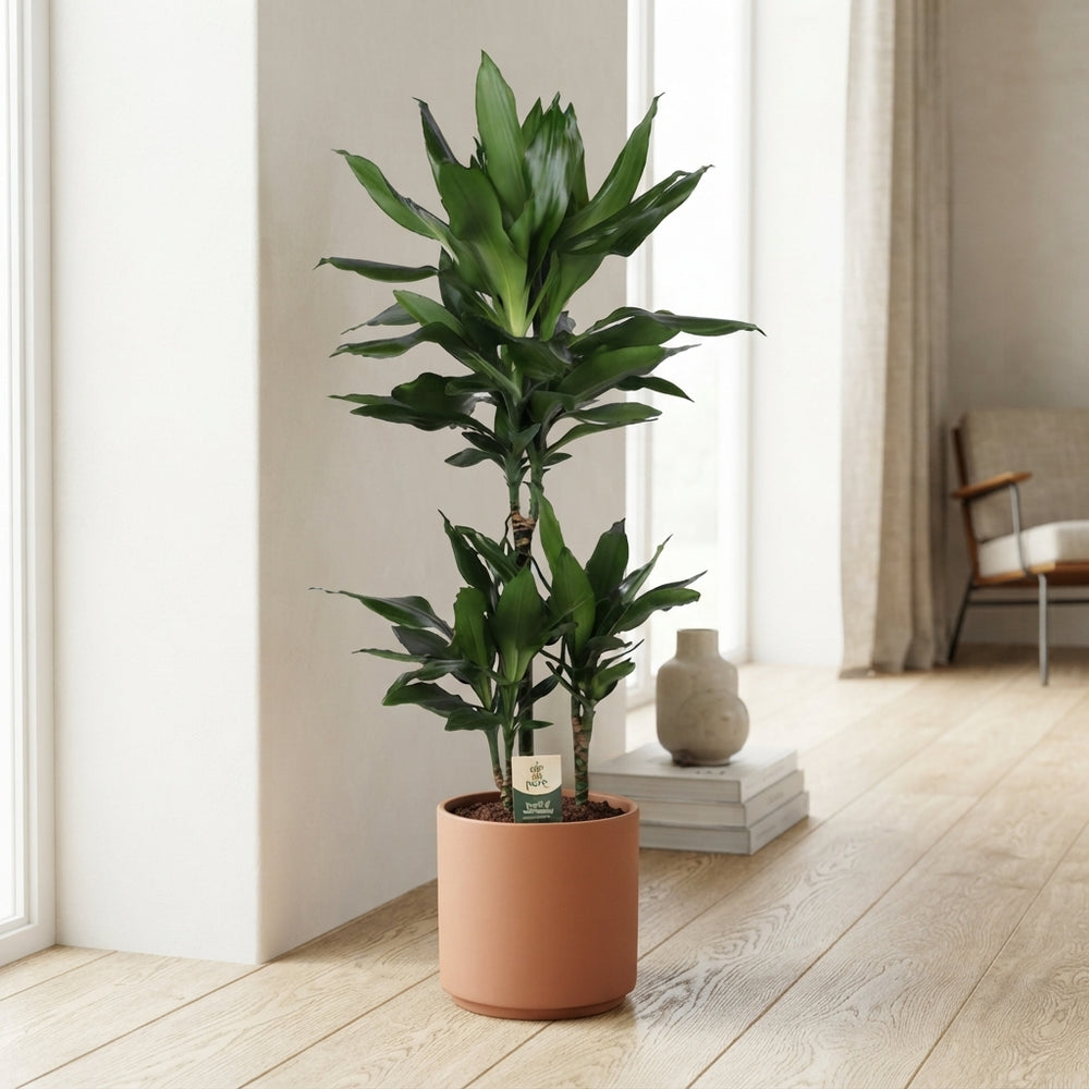 Dracaena fragrans ‘Janet Lind’ – 21cm Pot, 90cm High