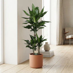 Dracaena fragrans ‘Janet Lind’ – 21cm Pot, 90cm High