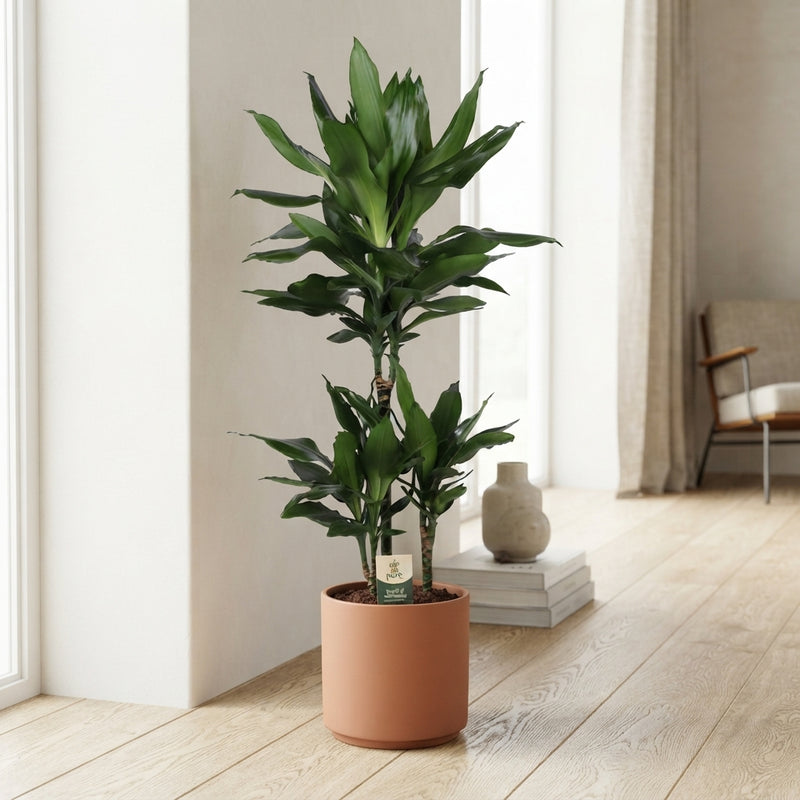 Dracaena fragrans ‘Janet Lind’ – 21cm Pot, 90cm High