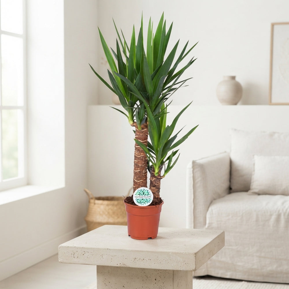 Yucca Houseplant – 17cm Pot, 75cm Tall