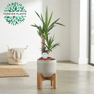 Yucca Houseplant – 17cm Pot, 75cm Tall