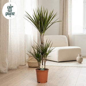Dragon Tree (Dracaena marginata) – 21cm Pot, 95cm High