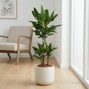 Dracaena fragrans ‘Janet Lind’ – 21cm Pot, 90cm High