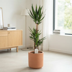 Yucca Houseplant – 24cm Pot, 130cm High
