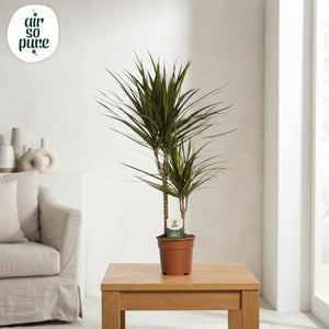 Mixed Green Houseplant – 17cm Pot, Approx. 60cm High