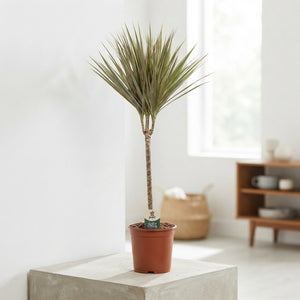 Dracaena Marginata Bicolor – 21cm Pot, 90cm Height