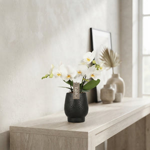 White Phalaenopsis Orchid – 12cm Ceramic Pot