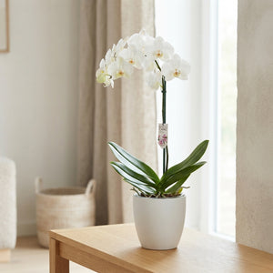 White Phalaenopsis Orchid (1 Stem) – 15cm Pot
