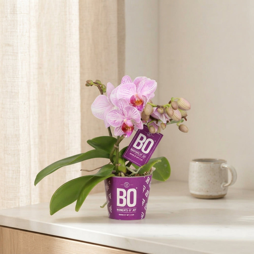 Mini Pink Phalaenopsis Orchid (2 Stems) – 7cm Pot